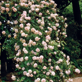 Rosa 'Cecile Brunner' 