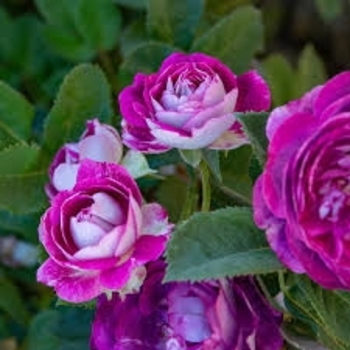 Rosa 'Cosmic Clouds™' PP18581P3