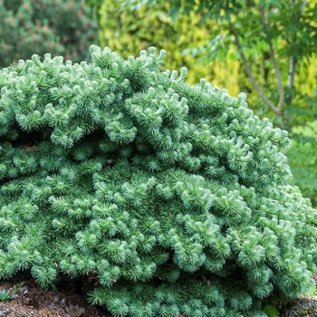 Larix kaempferi 'Blue Dwarf' 