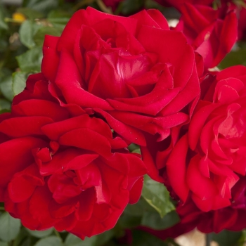 Rosa 'WEKcharlie' PP22571