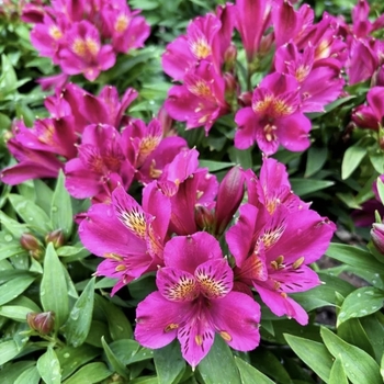 Alstroemeria 'Inca Goal™' PP17425P3