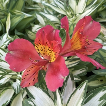 Alstroemeria 'Little Miss Zoe'
