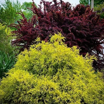 Chamaecyparis pisifera filifera 'Gold Thread' 