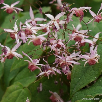 Epimedium 'Pink Elf' PP17,228