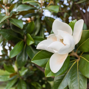 Magnolia grandiflora 'D.D. Blanchard'