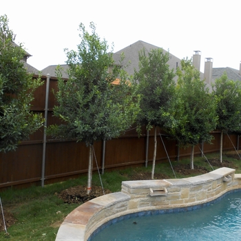 Ilex x attenuata 'Eagleston' 