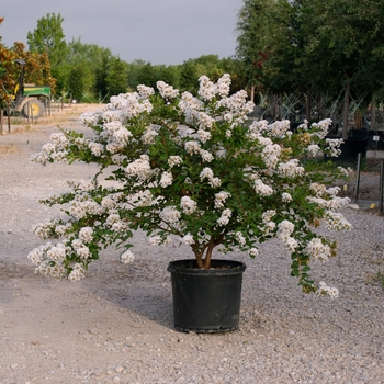 Lagerstroemia indica x fauriei 'Acoma'