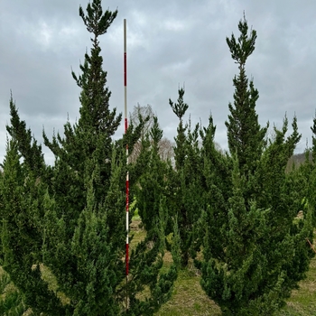 Juniperus chinensis 'Trautman' 