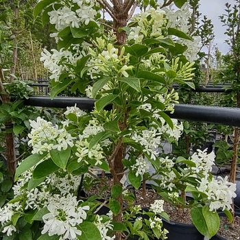 Chionanthus retusus 'Tokyo Tower' 