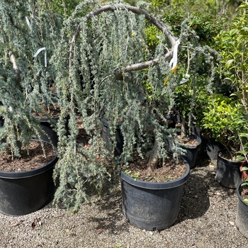 Cedrus deodara 'Feelin' Blue''