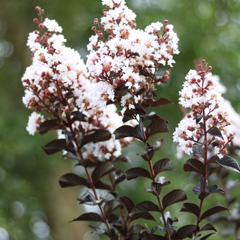 Lagerstroemia 'JM4' PPAF
