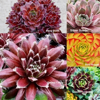 Sempervivum 