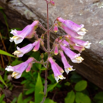 Penstemon hirsutus