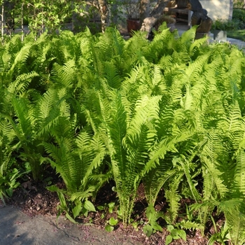 Matteuccia struthiopteris 'The King' 