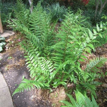 Dryopteris australis