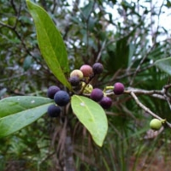 Osmanthus americanus
