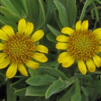 Borrichia frutescens