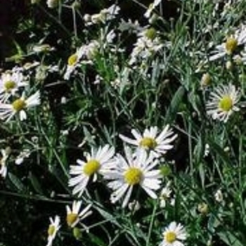 Boltonia asteroides