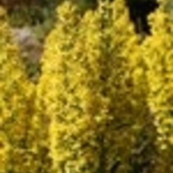 Solidago speciosa