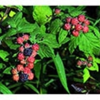 Rubus occidentalis