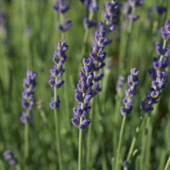 Lavandula angustifolia 'Betty's Blue' 