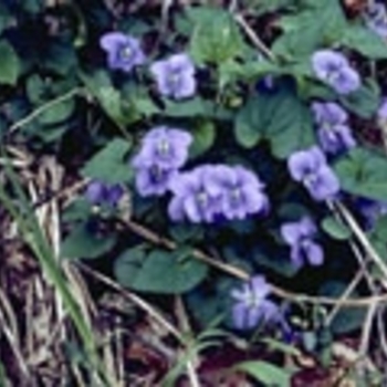 Viola walteri