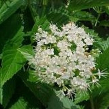 Viburnum dentatum 'SMVDE' PP28092