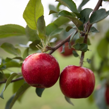 Malus domestica 'MN-33' PP35,830