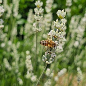 Lavandula x intermedia 'Exceptional!™' (319034)
