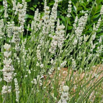 Lavandula x intermedia 'Exceptional!™' (319035)