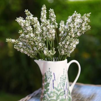 Lavandula x intermedia 'Exceptional!&trade;' PPAF, PBR