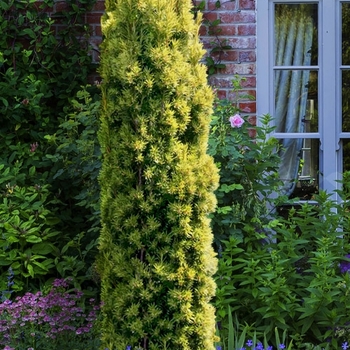 Taxus baccata 'Fastigiata Aurea' 