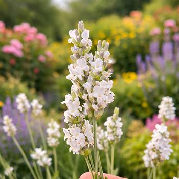 Lavandula x intermedia 'Inspirational!™' PPAF, PBR