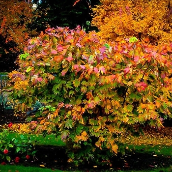 Acer japonicum 'Ed Wood #2' 