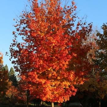 Acer saccharum 'JFS-KW8' PP22034