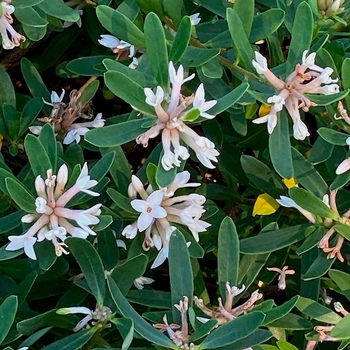 Daphne x transatlantica 'Jim's Pride' 