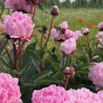 Paeonia lactiflora 'Barrington Belle' 