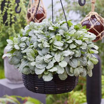 Ajuga reptans 'Princess Elsa' (319079)