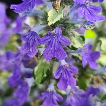 Ajuga reptans 'Asaaj1' PP35358