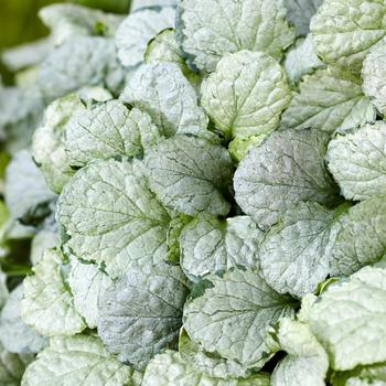 Ajuga reptans 'Princess Elsa' (319081)