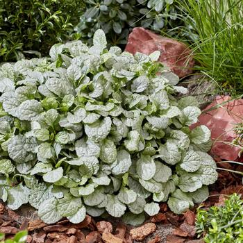 Ajuga reptans 'Princess Elsa' (319082)