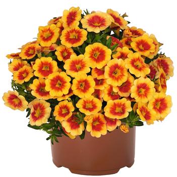 Calibrachoa 'Aloha Kona Hula Gold Medal'