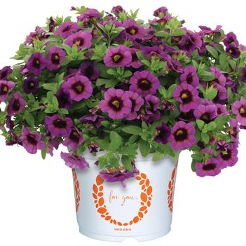 Calibrachoa 'Aloha Kona Hula Amethyst'