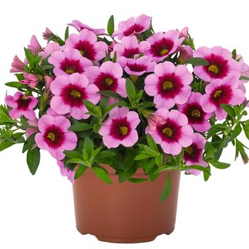 Calibrachoa 'Aloha Kona Hula Pink'