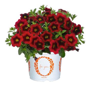 Calibrachoa 'Aloha Kona Hula Red' 