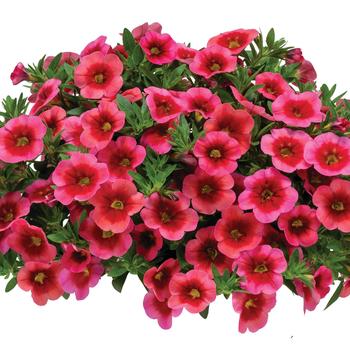 Calibrachoa 'Aloha Kona Hula Strawberry'