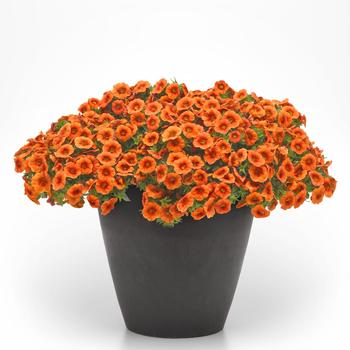 Calibrachoa Cabaret&reg; '' (319091)