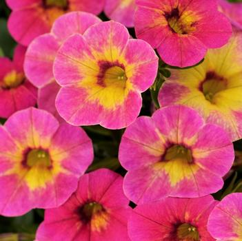 Calibrachoa 'Chameleon&reg; Tart Deco' 