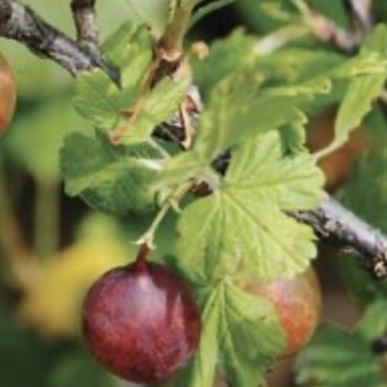 Ribes uva-crispa 'Hinnonmaki Red' 