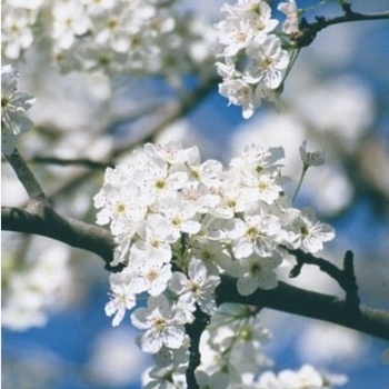 Pyrus ussuriensis 'Golden Spice'